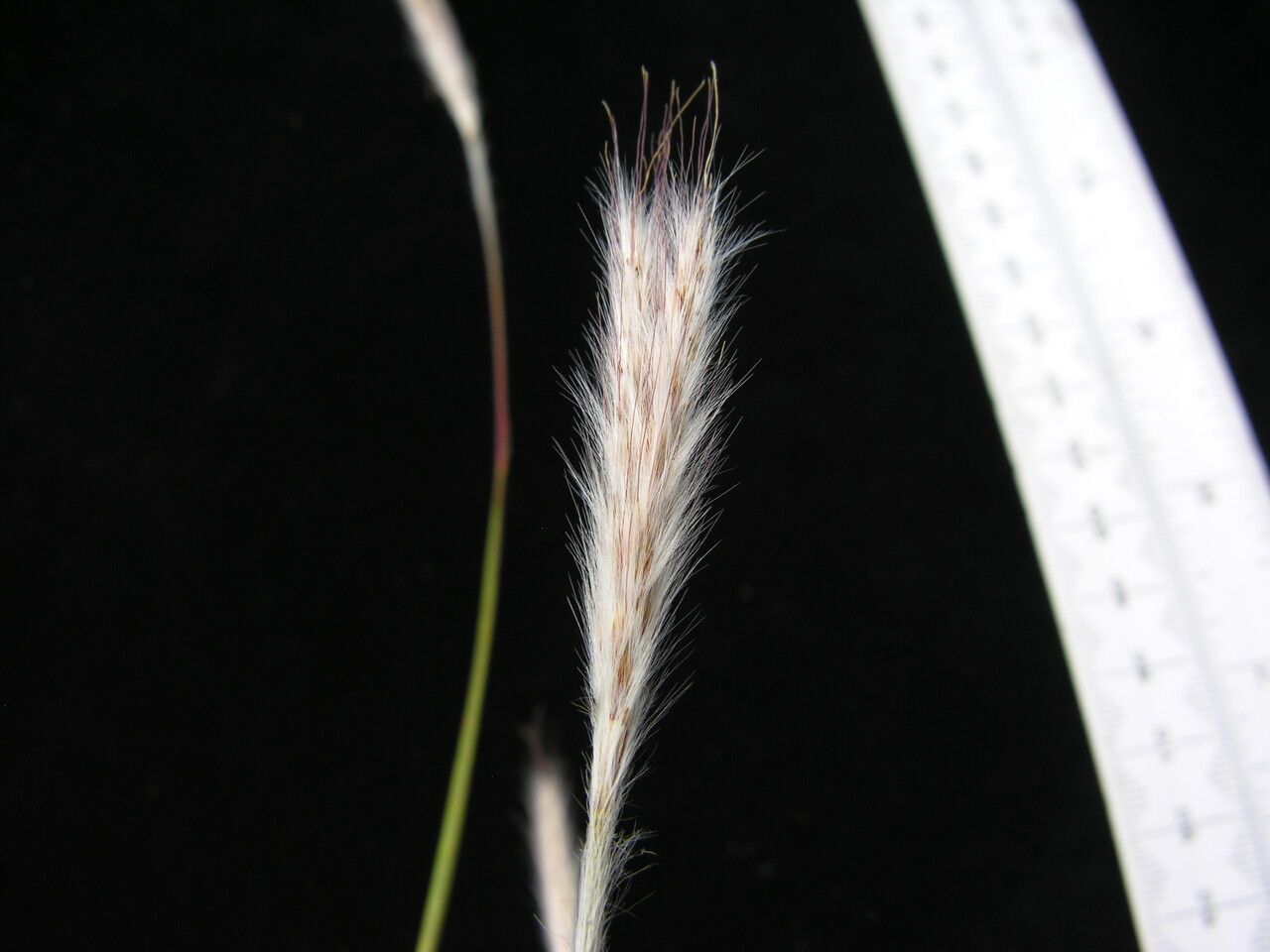 Eulalia mollis — related species from the same genus