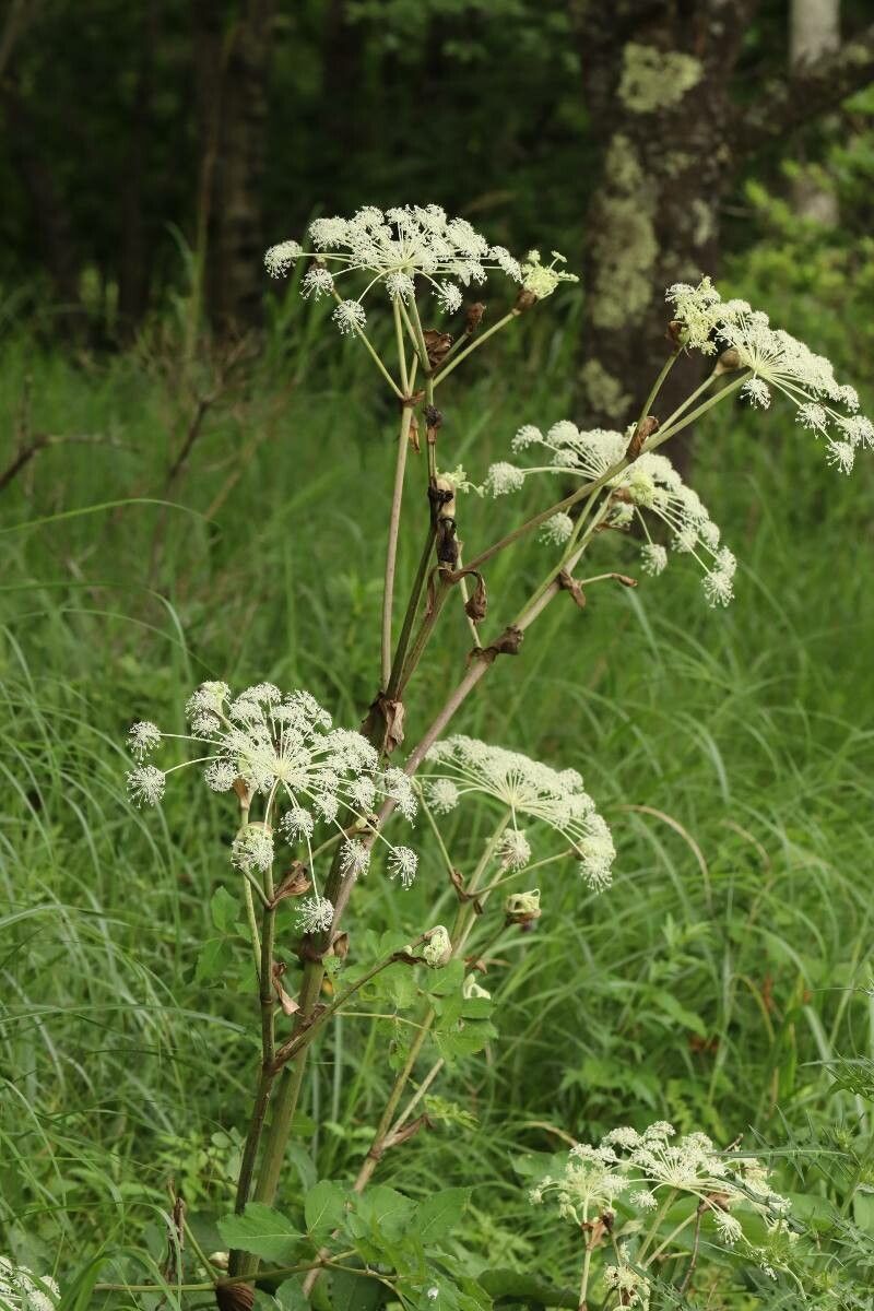 Angelica edulis flower