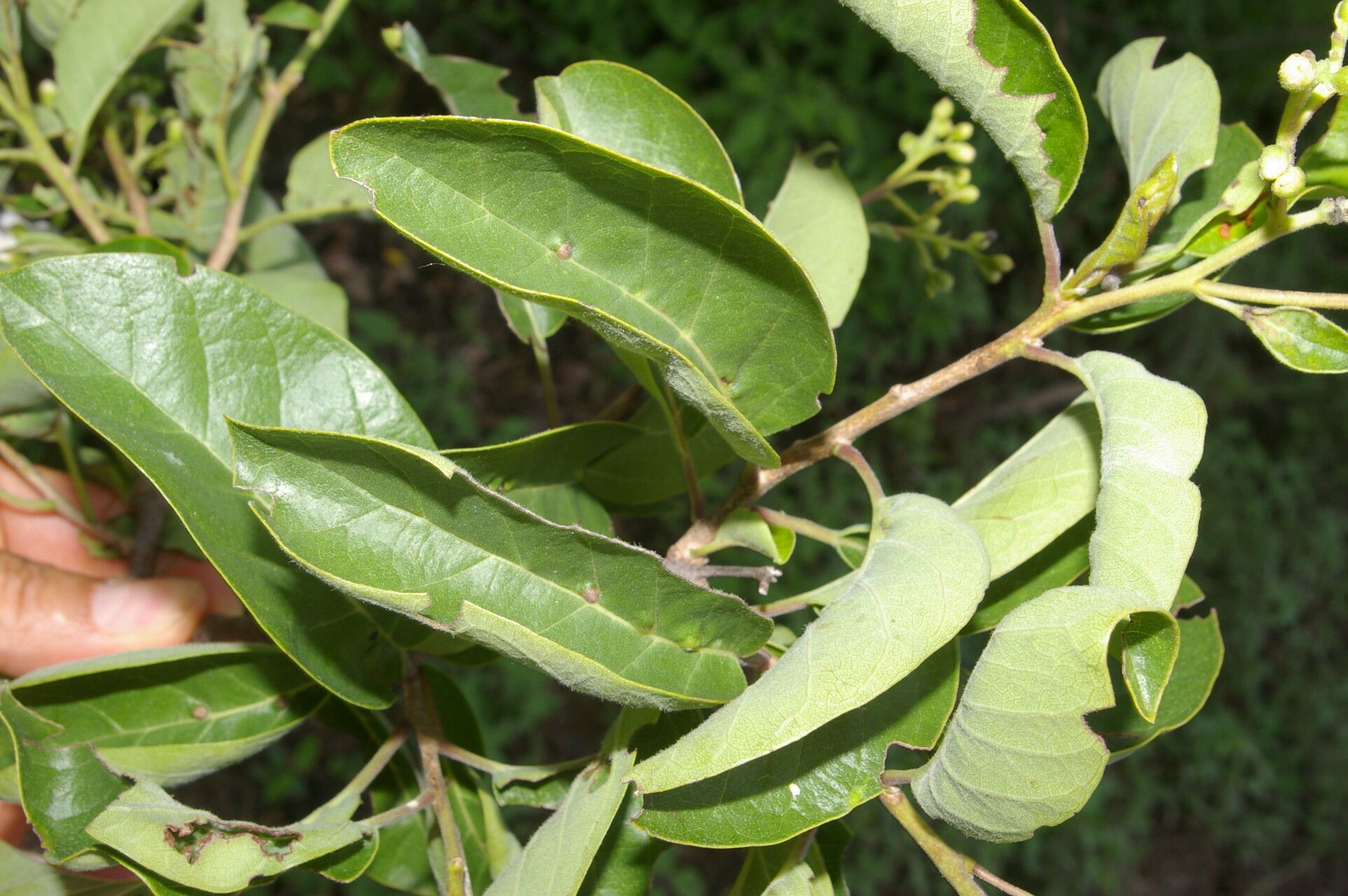 Bourreria andrieuxii — related species from the same genus