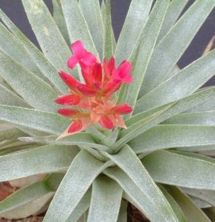 Tillandsia geminiflora flower