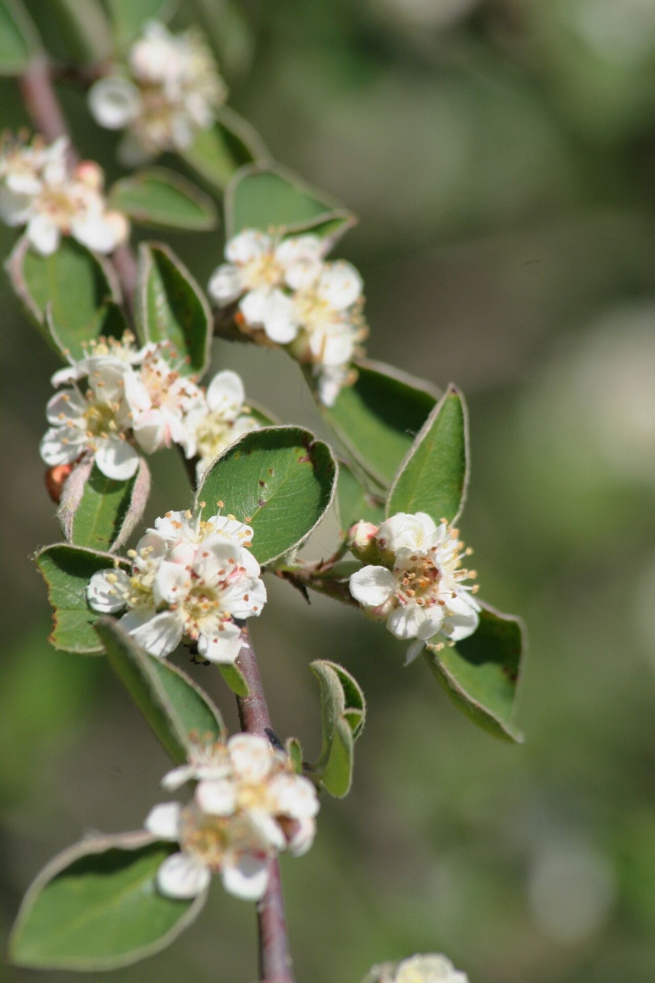 Cotoneaster ovatus flower
