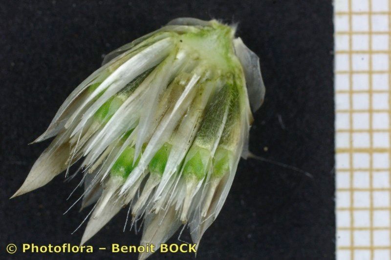 Xeranthemum inapertum fruit