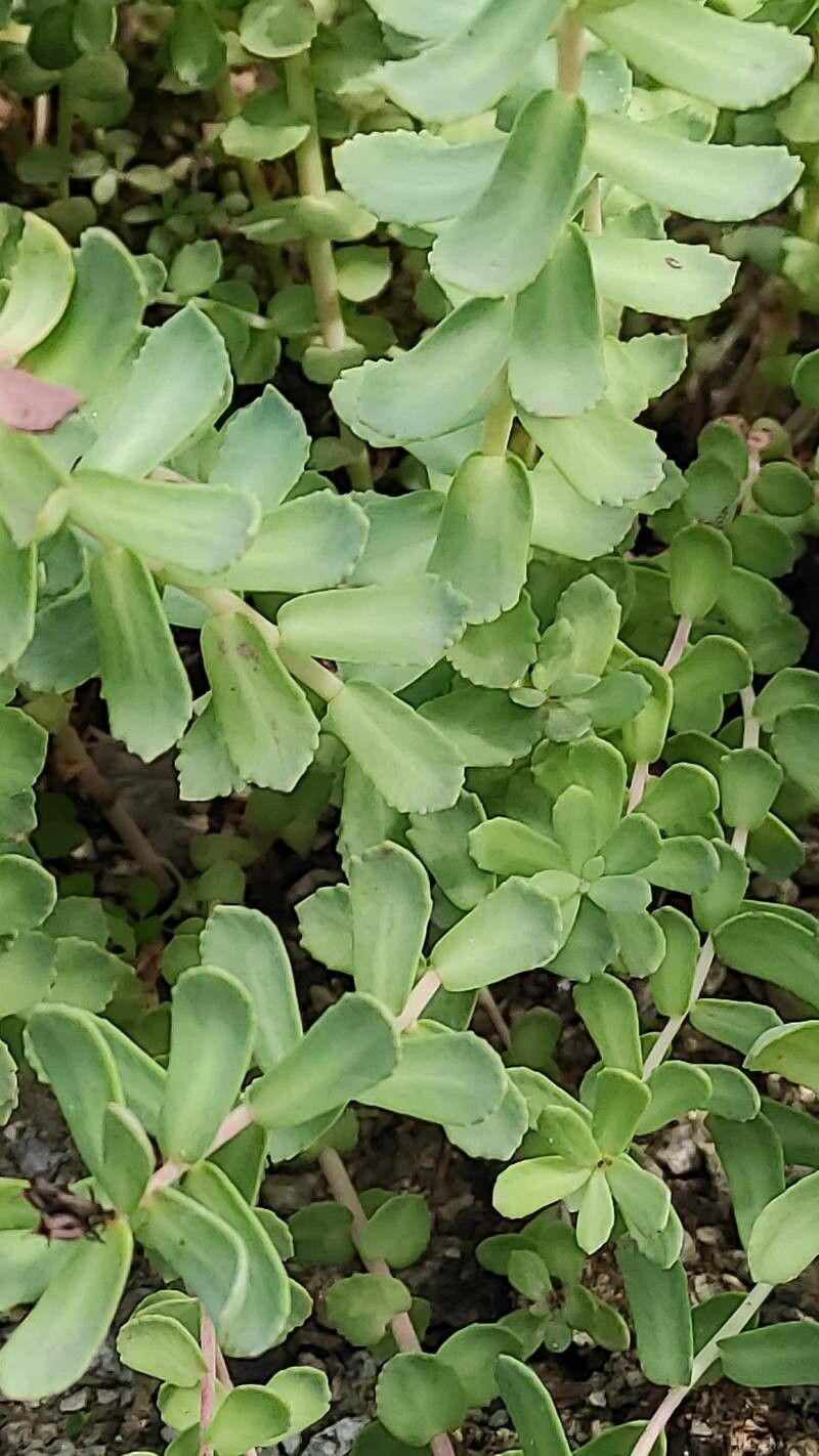 Sedum ishidae — houseplant care guide