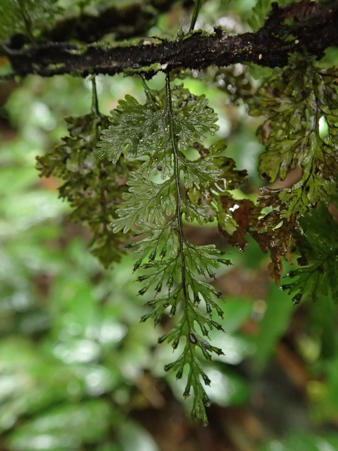 Trichomanes africanum habit