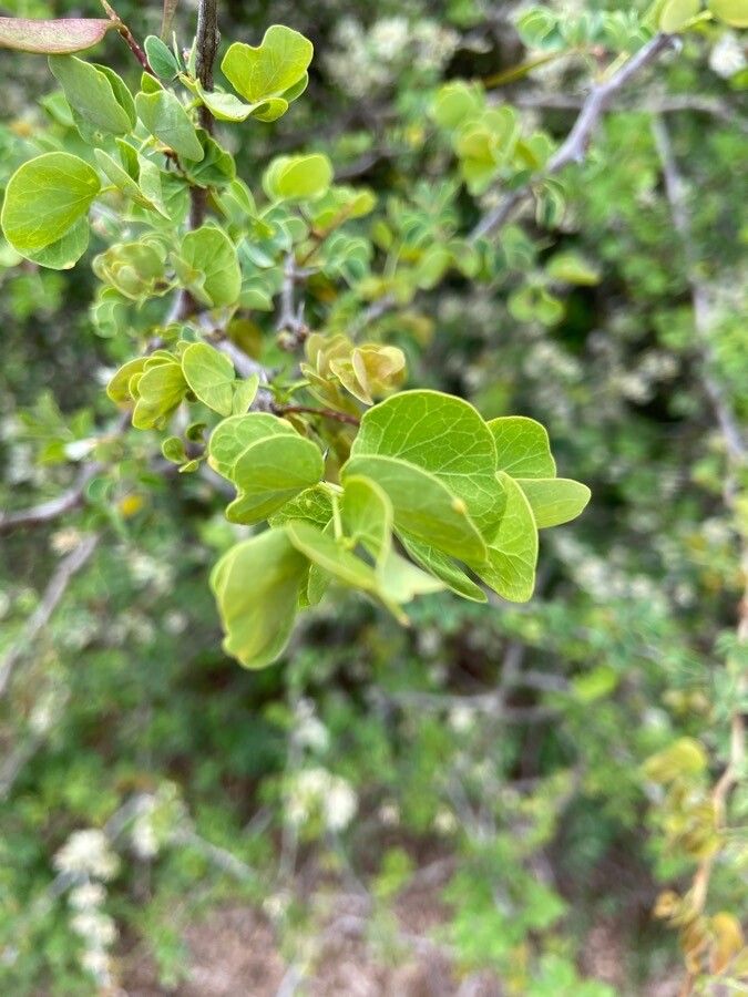 Acacia mellifera leaf
