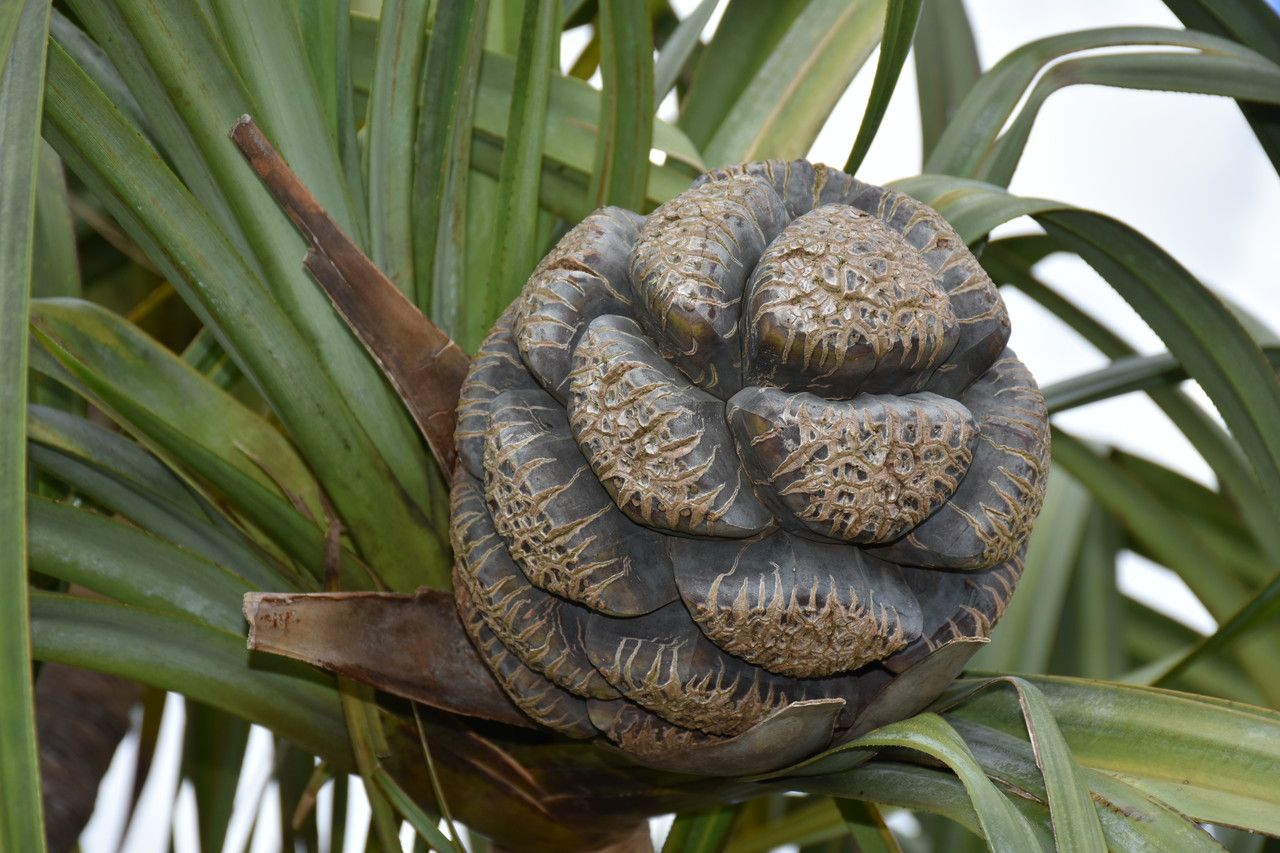 Pandanus eydouxia fruit
