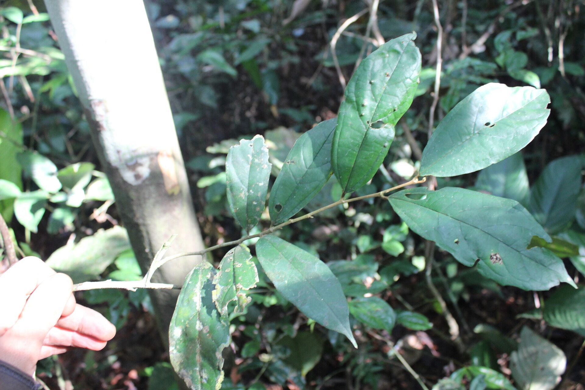 Celtis zenkeri leaf
