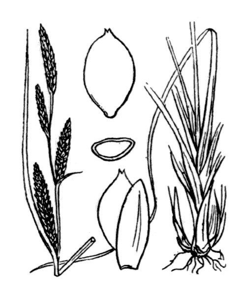 Carex × turfosa — houseplant care guide