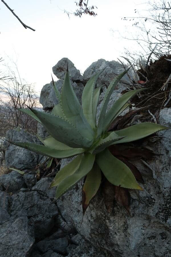 Agave wercklei habit