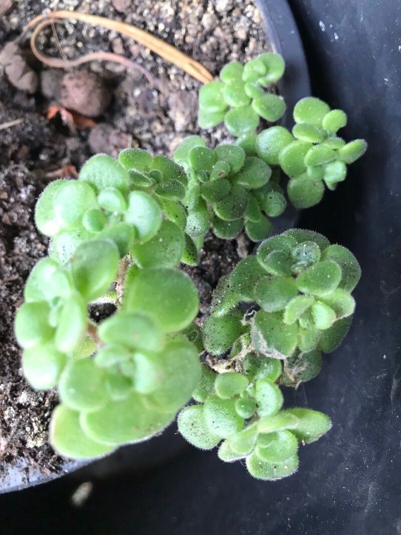 Aeonium lindleyi bark