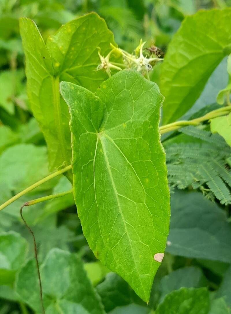 Oxypetalum fiebrigii — houseplant care guide