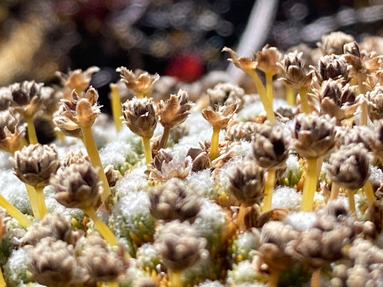 Paepalanthus lodiculoides flower