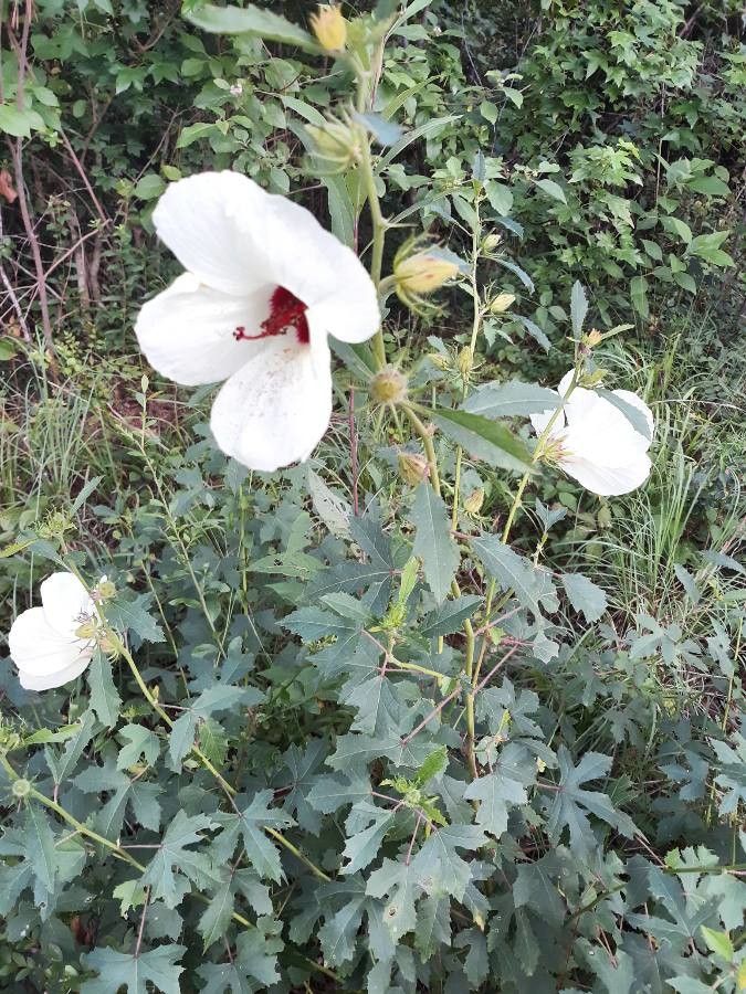 Hibiscus laevis habit