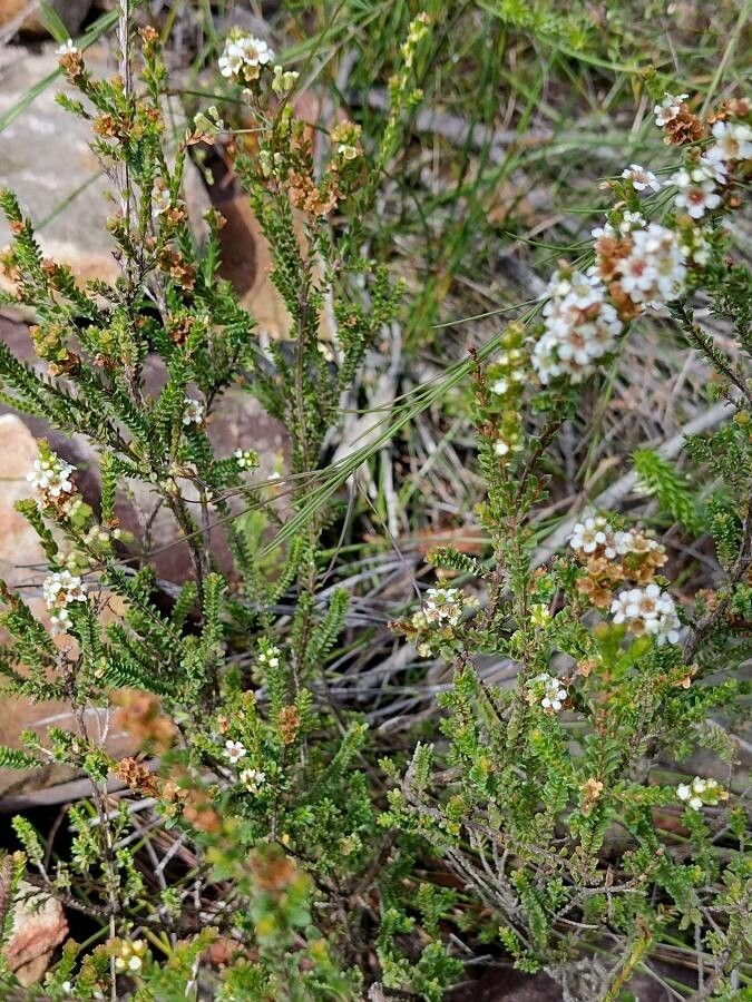 Baeckea diosmifolia habit