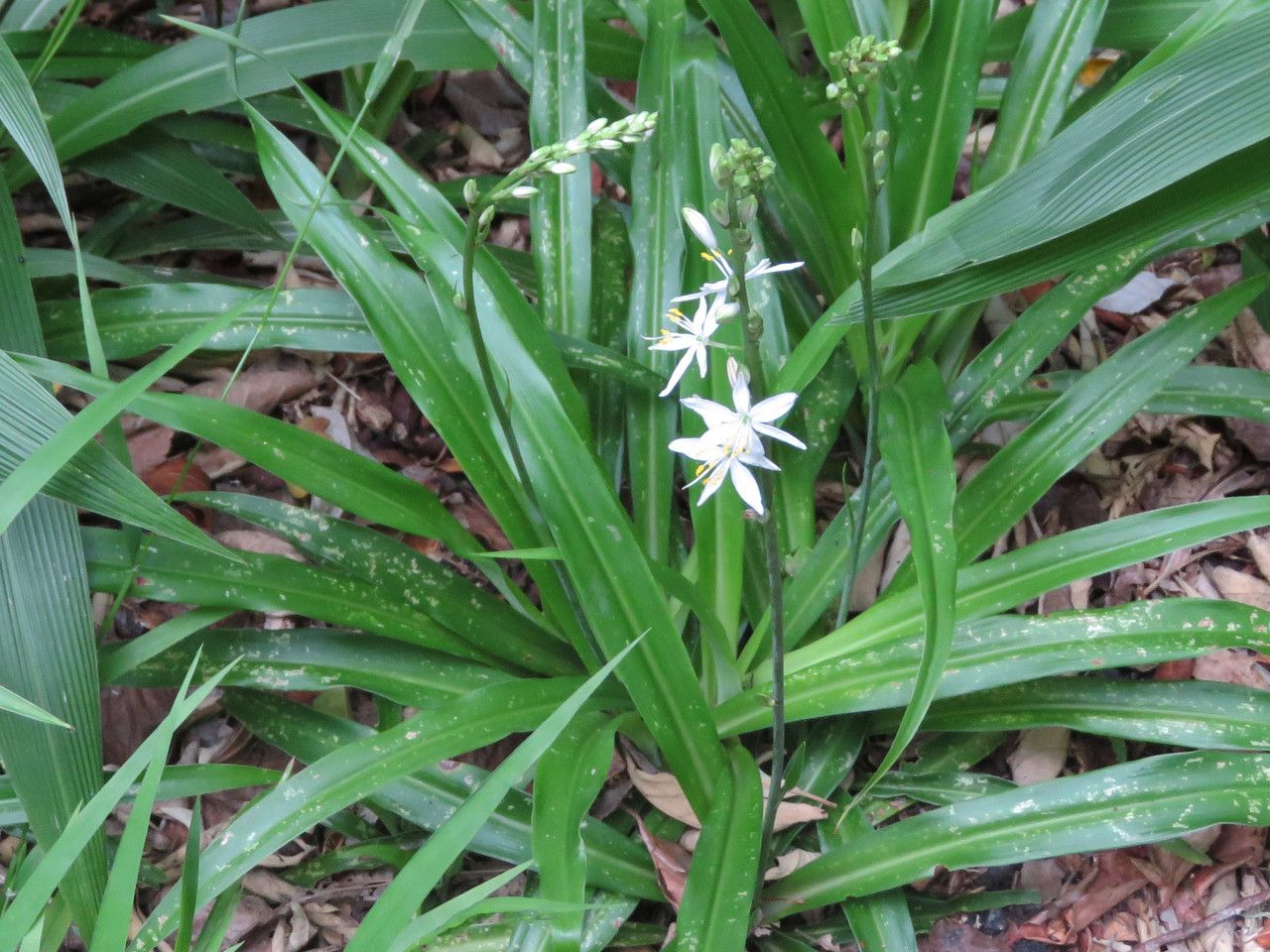 Chlorophytum nepalense — search result for 'Chlorophytum'