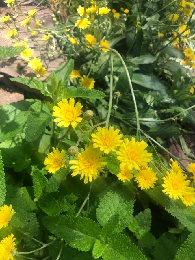 Crepis triasii flower