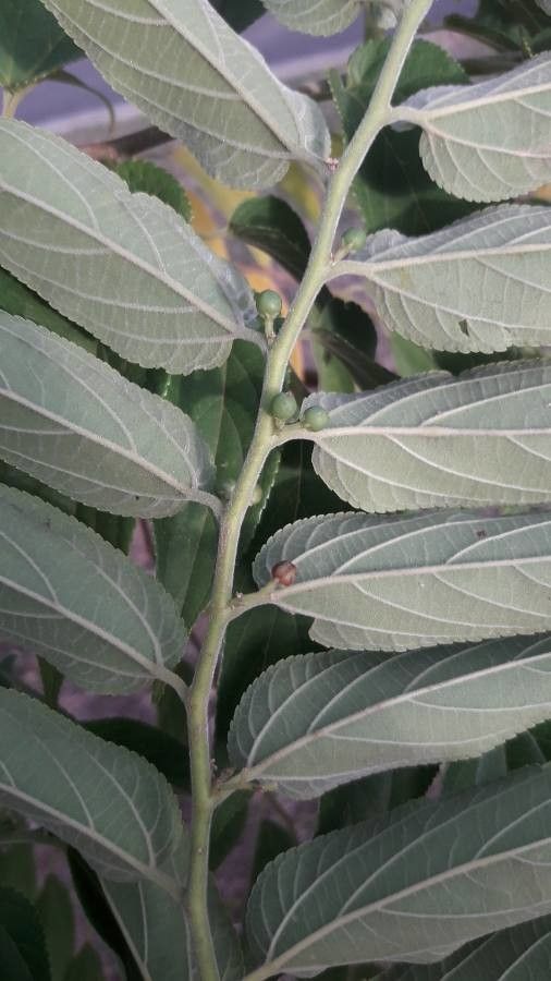 Trema cannabina fruit