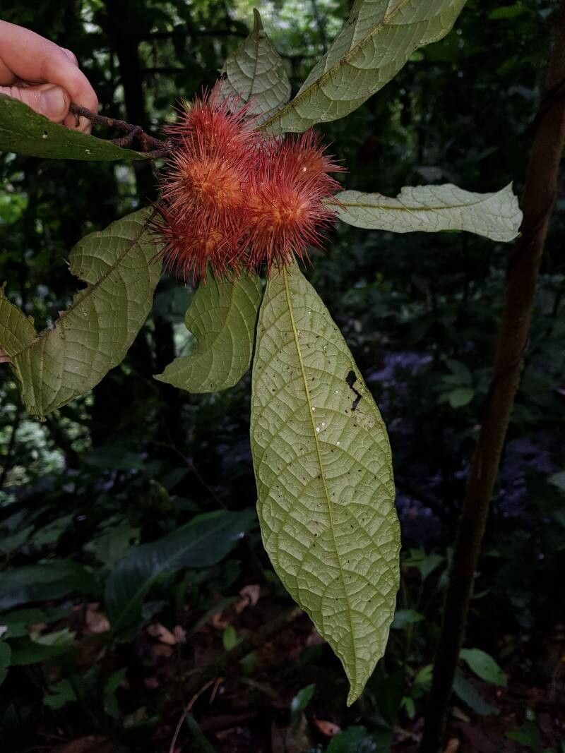 Sloanea guapilensis leaf