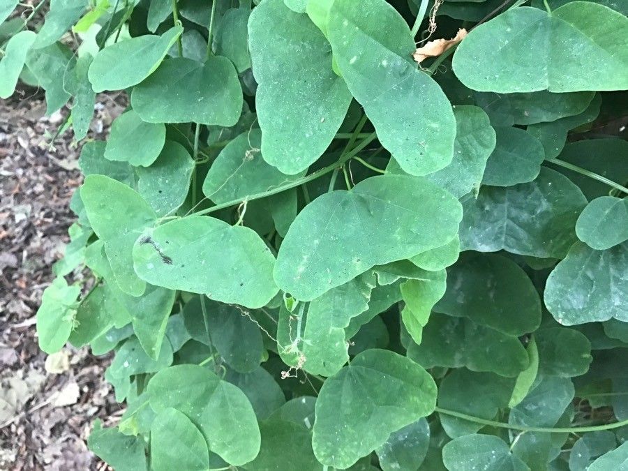 Passiflora murucuja — houseplant care guide