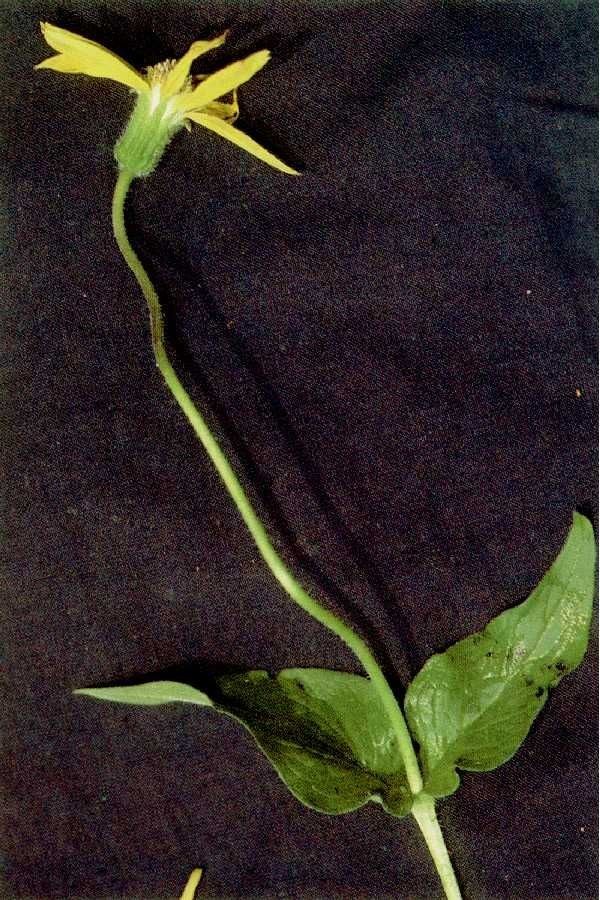 Arnica latifolia habit