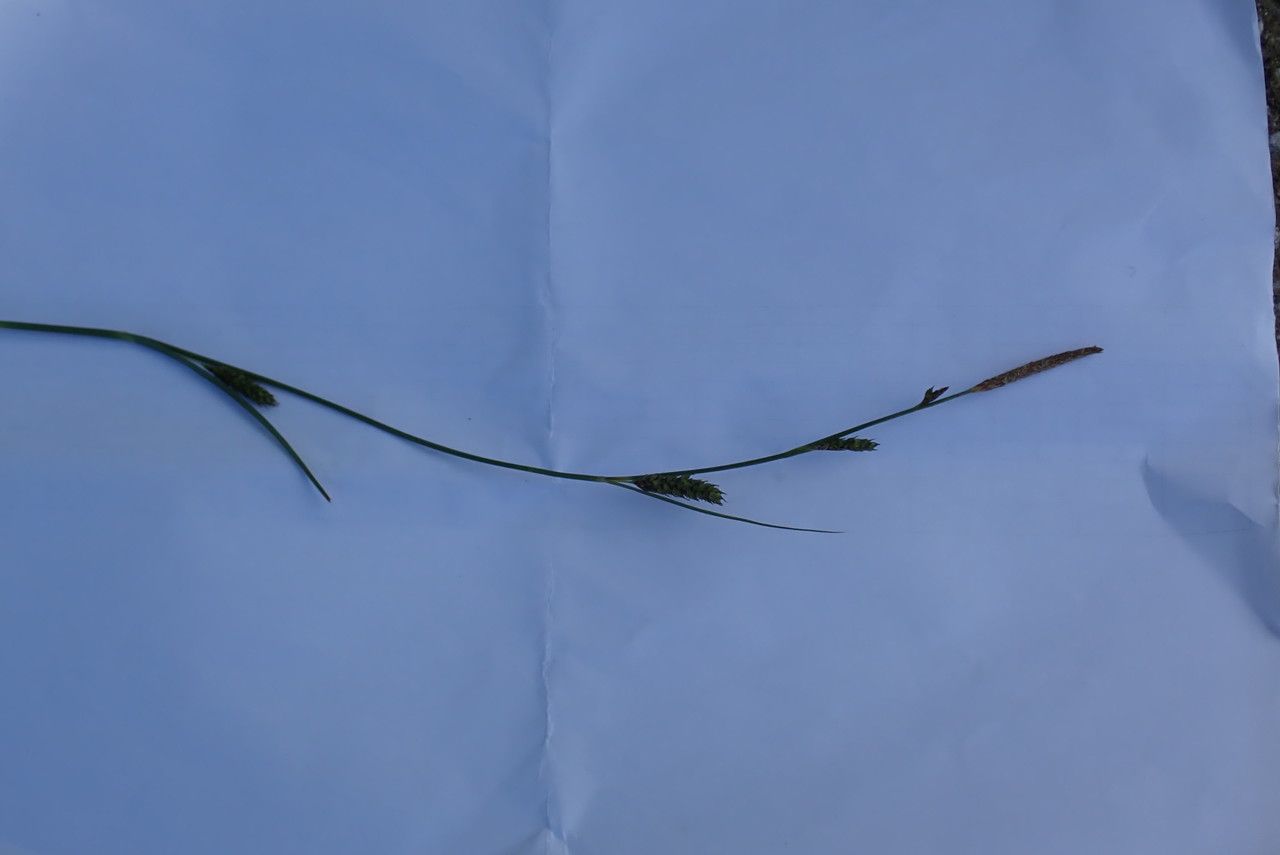 Carex distans flower