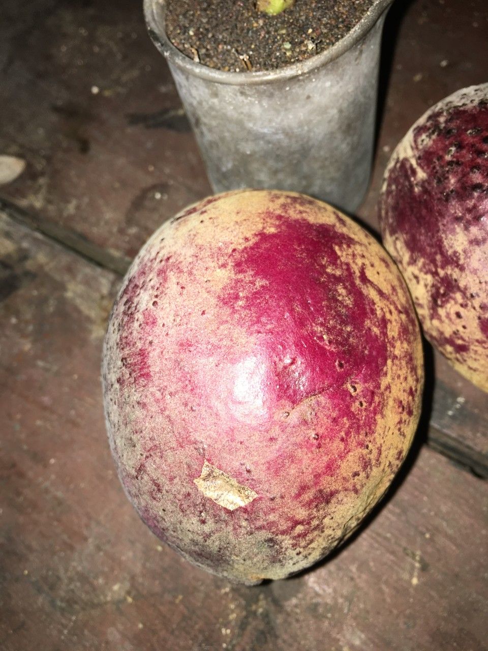 Terminalia kaernbachii — search result for 'Terminalia'