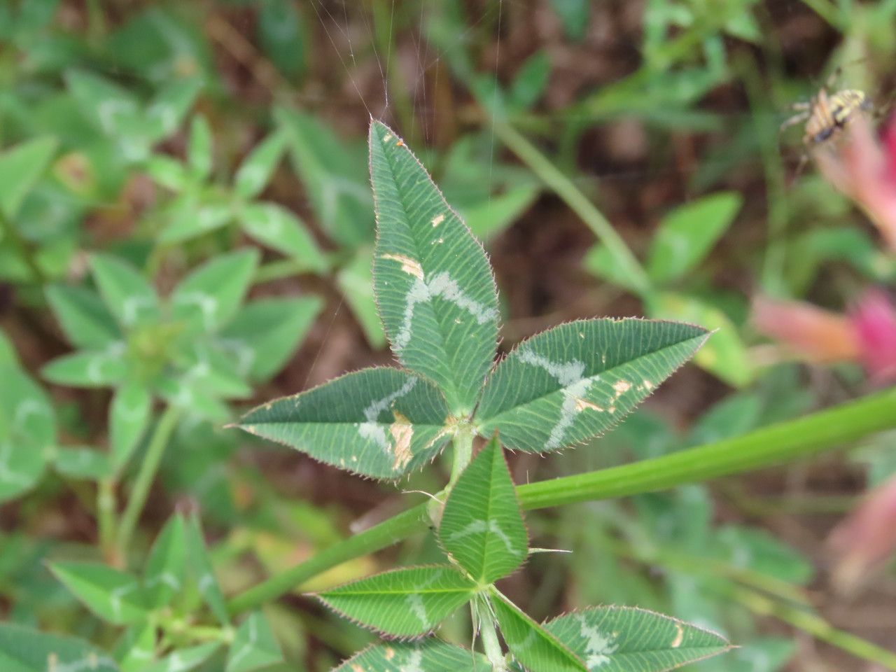 Trifolium vesiculosum — soil improver houseplant