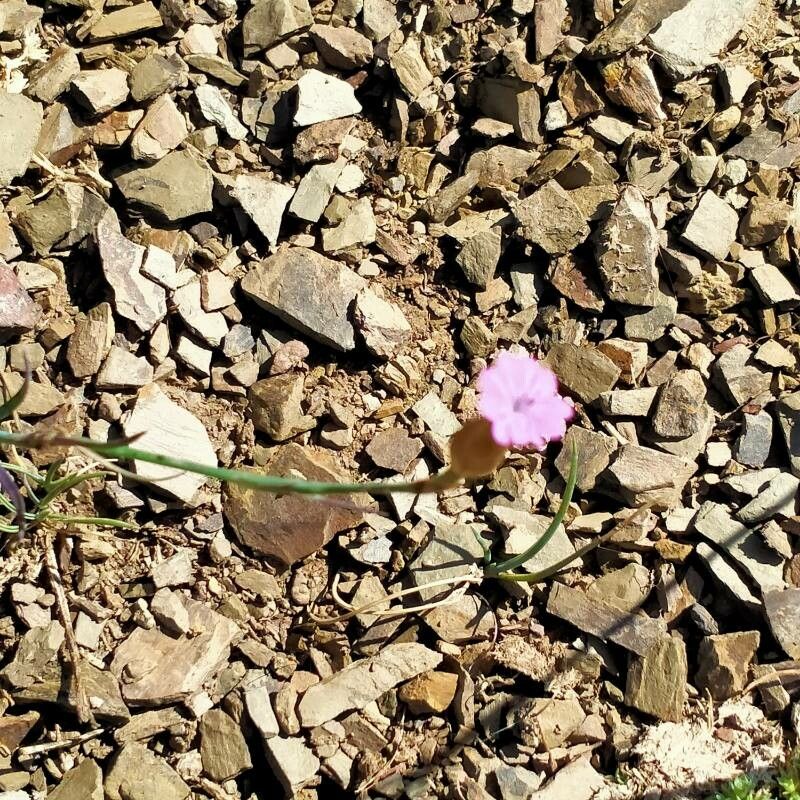 Petrorhagia dubia flower