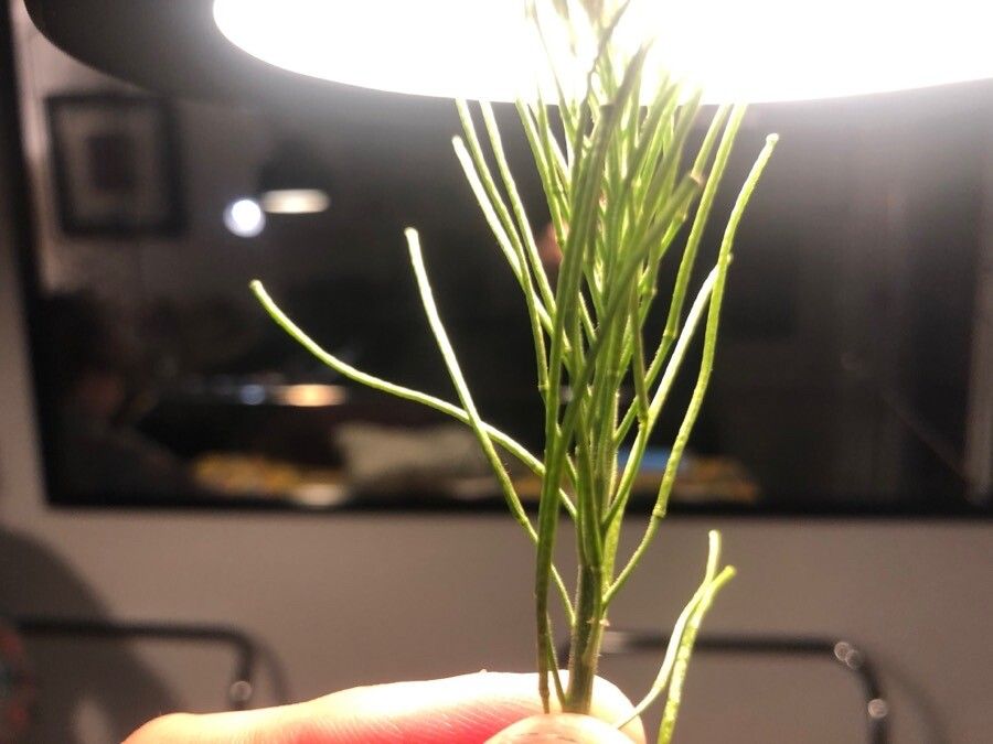 Sisymbrium irio fruit