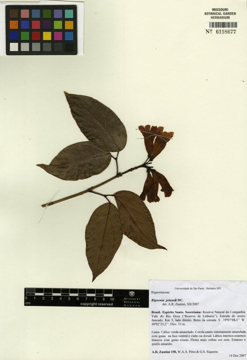 Bignonia prieurii other