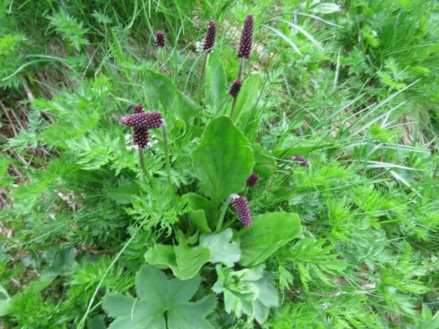 Plantago gentianoides — search result for 'Plantago'