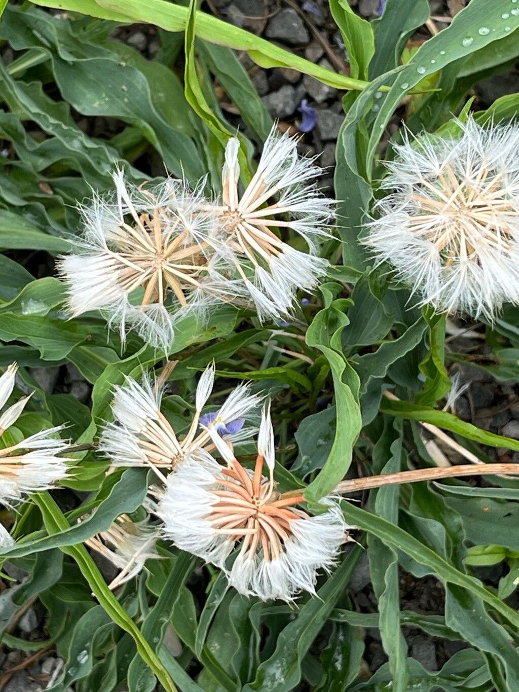 Takhtajaniantha austriaca fruit