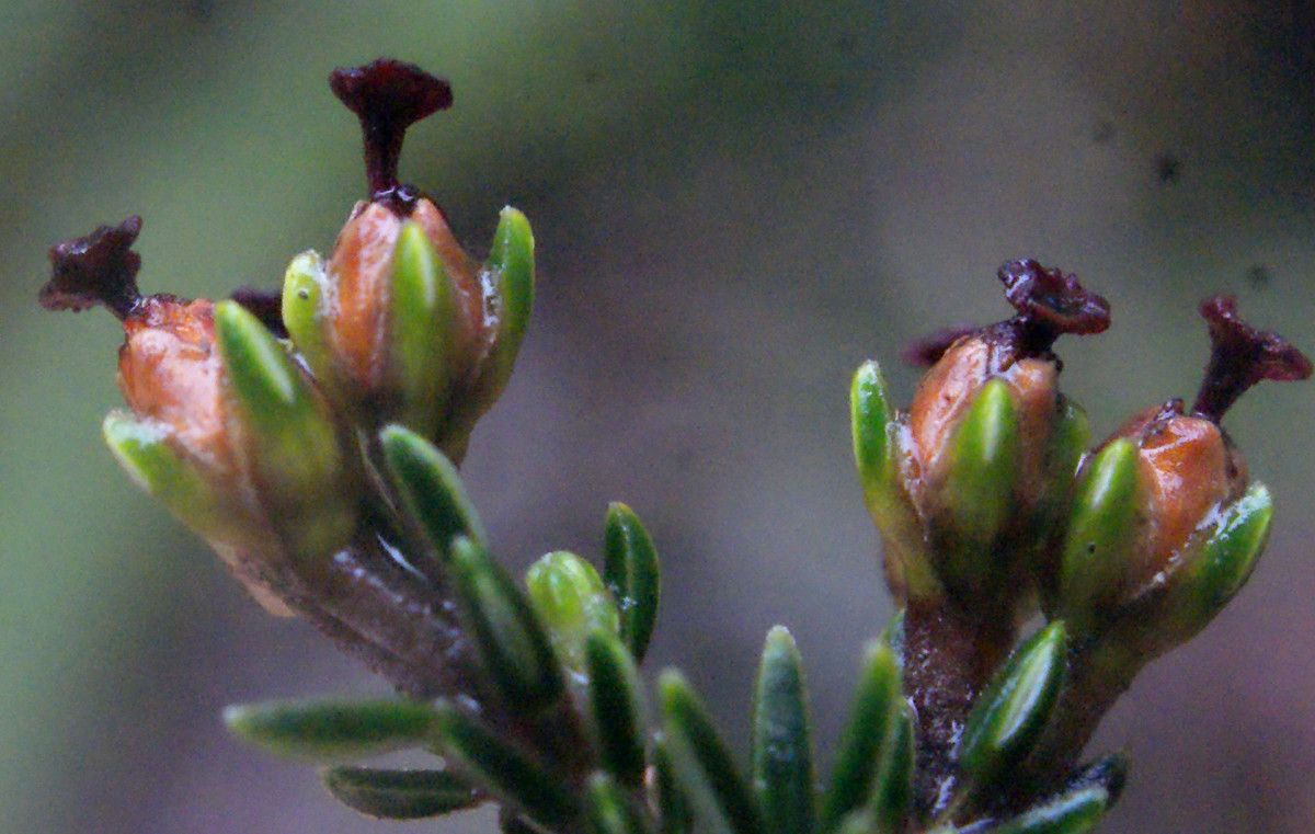 Erica arborescens flower