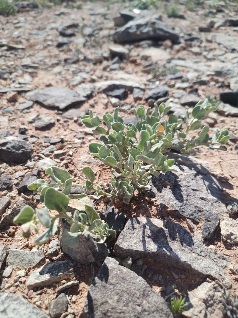 Atriplex obovata — search result for 'Atriplex'