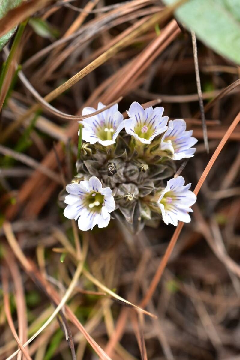 Gentiana albicalyx