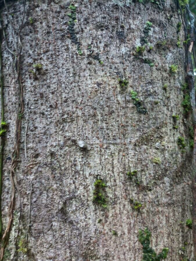 Sterculia excelsa bark