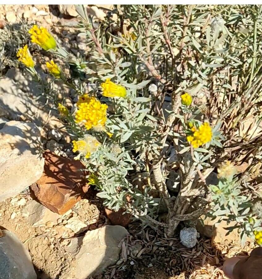 Galatella linosyris flower