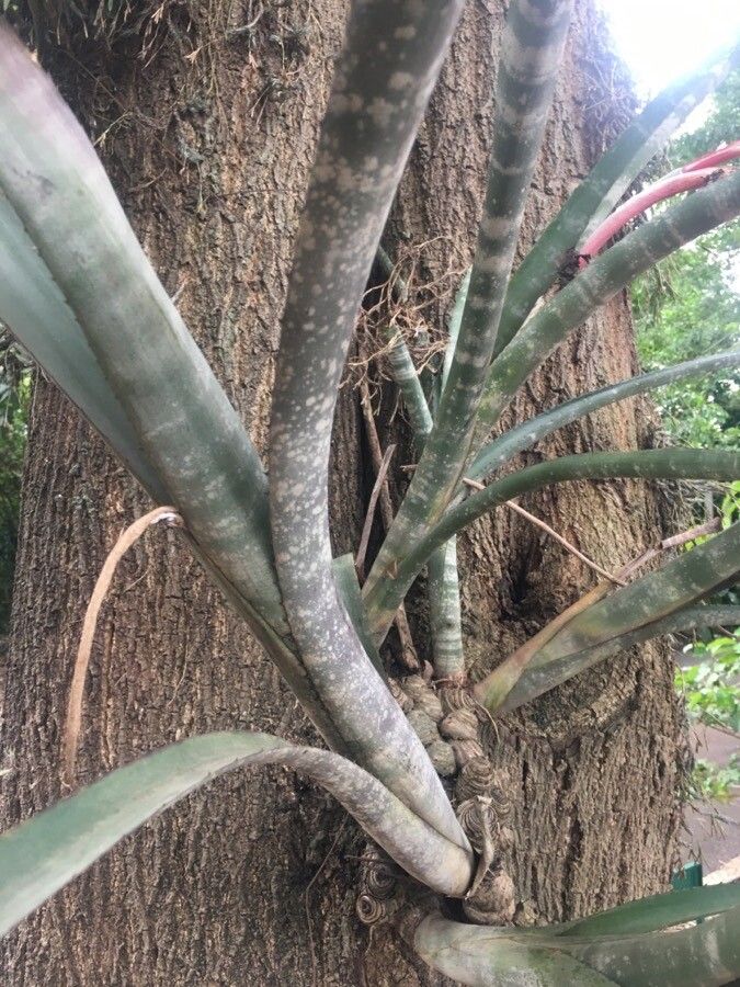 Billbergia zebrina — search result for 'Billbergia'