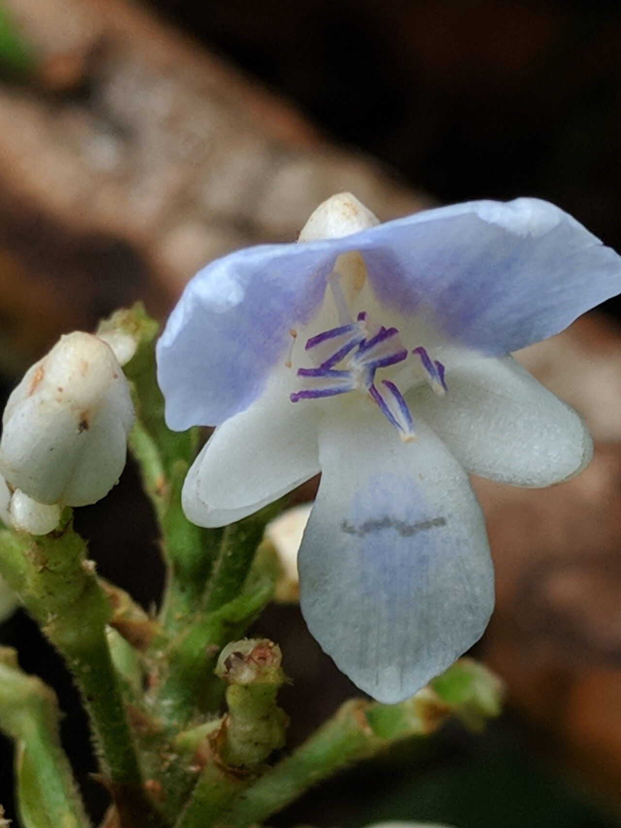 Dichorisandra villosula flower