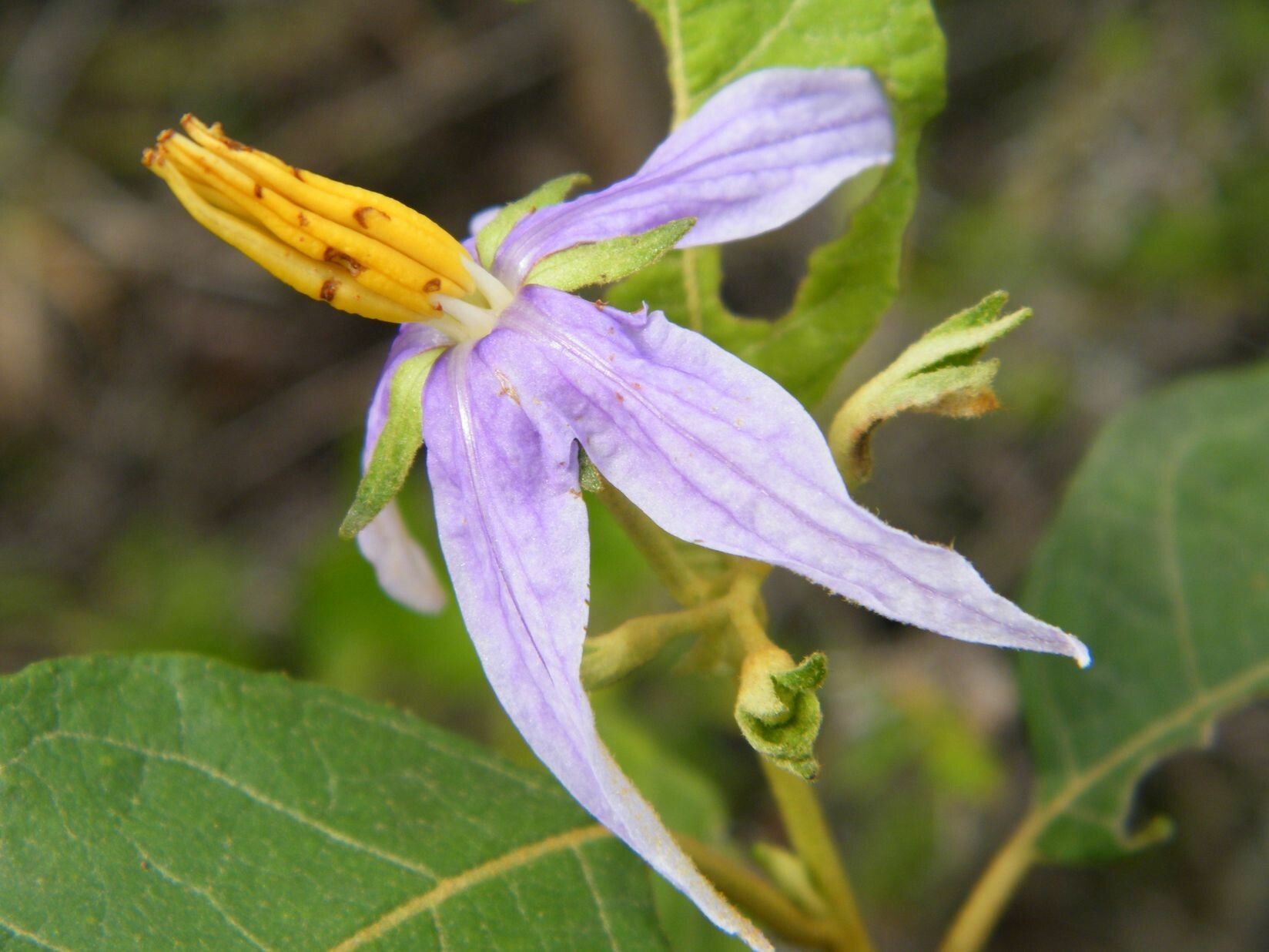 Solanum paludosum flower