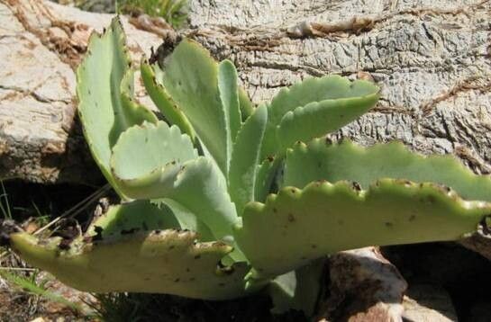 Kalanchoe brachyloba — houseplant care guide