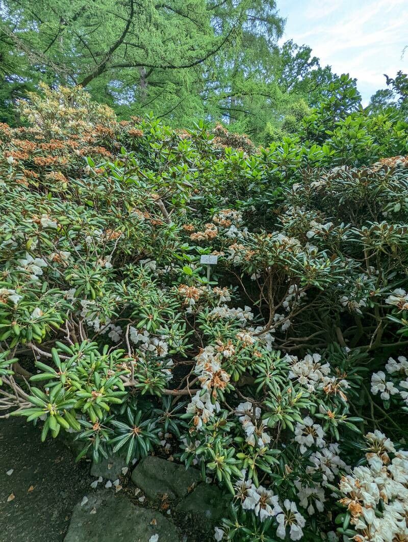Rhododendron campanulatum habit