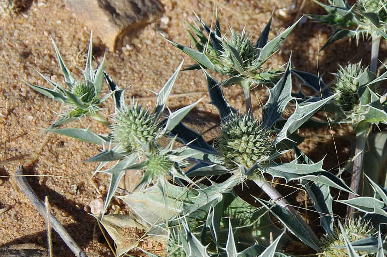 Eryngium ilicifolium flower