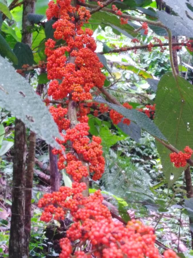 Debregeasia longifolia fruit
