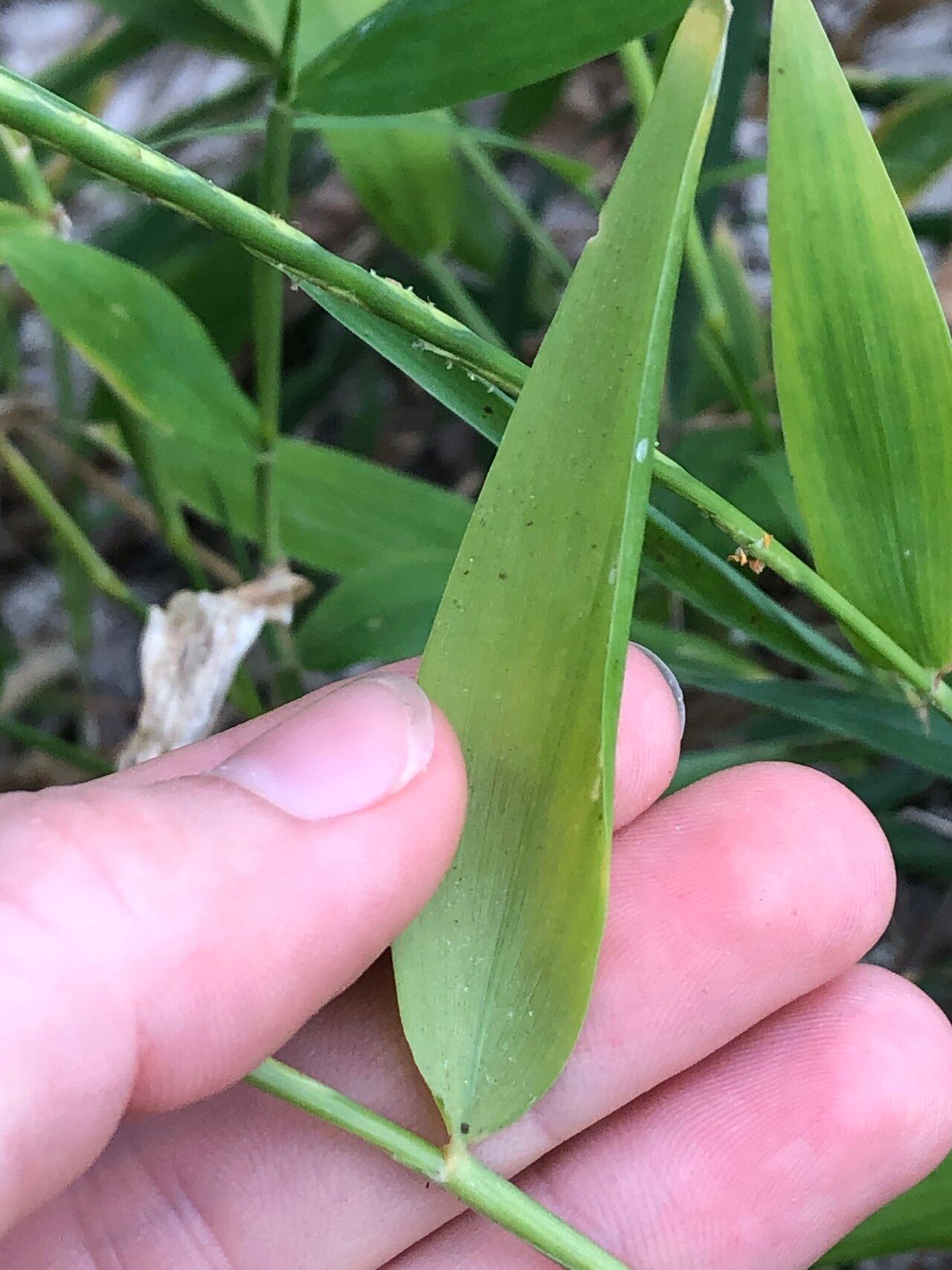 Stenotaphrum micranthum leaf