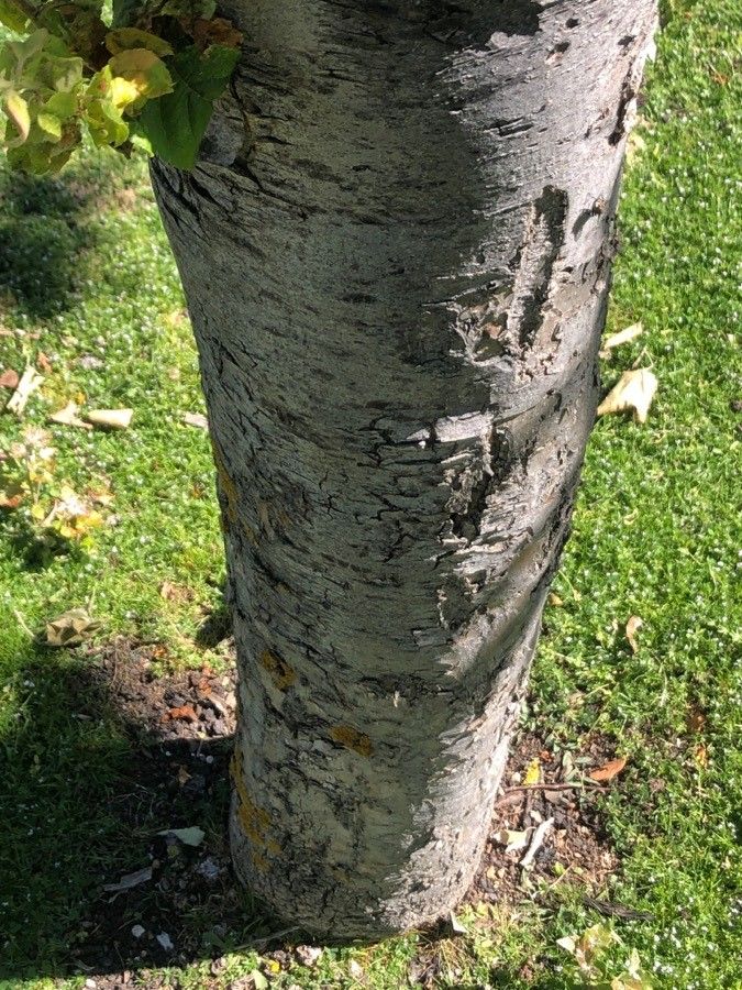 Malus zumi bark