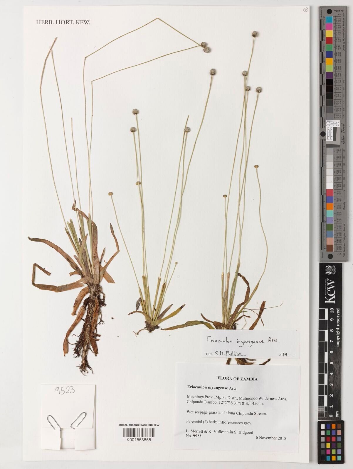 Eriocaulon inyangense — houseplant care guide