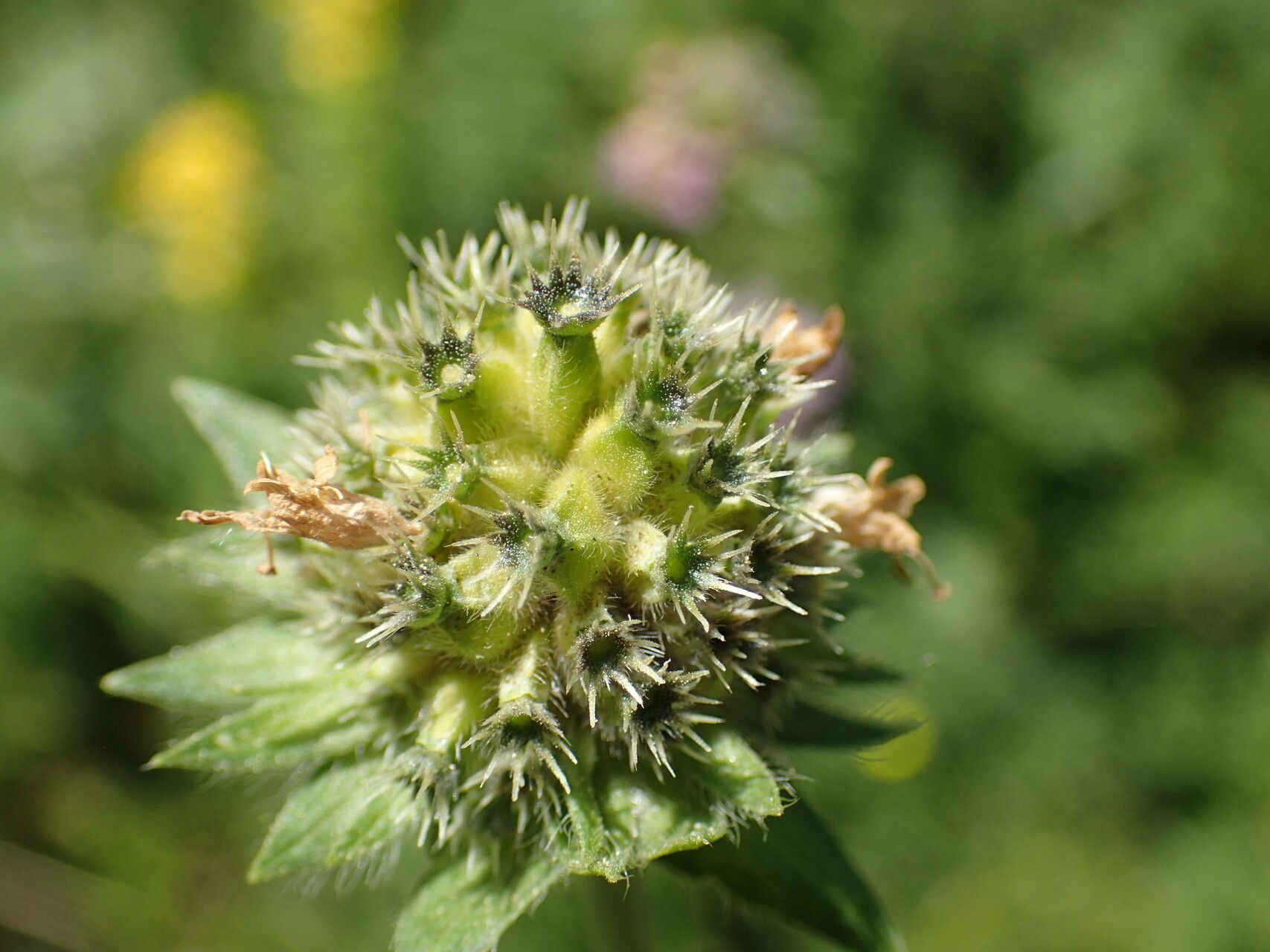 Knautia arvernensis fruit