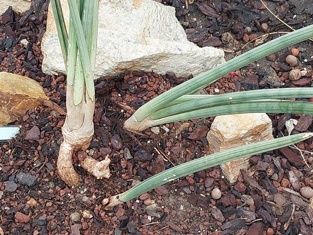 Dracaena volkensii — search result for 'Dracaena'