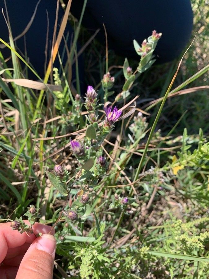 Symphyotrichum sericeum — search result for 'Symphyotrichum'